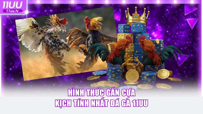Hình thức gắn cựa kịch tính nhất đá gà 11UU