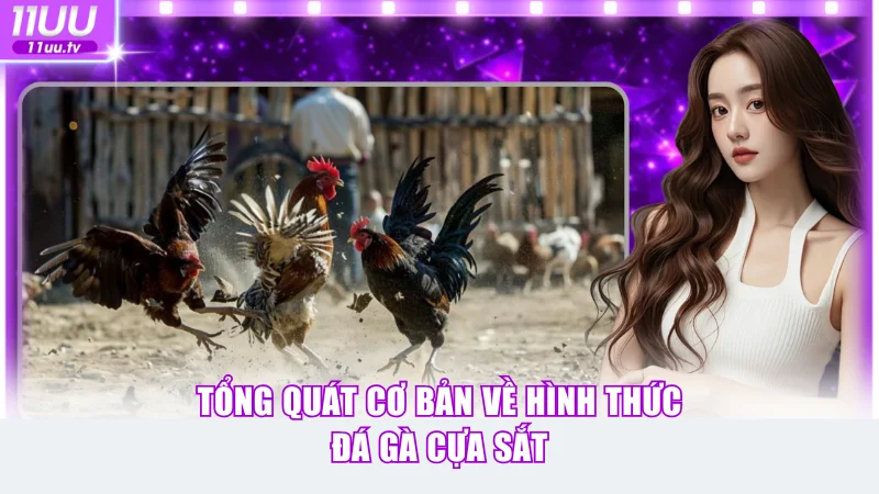 Tổng quát cơ bản về hình thức đá gà cựa sắt