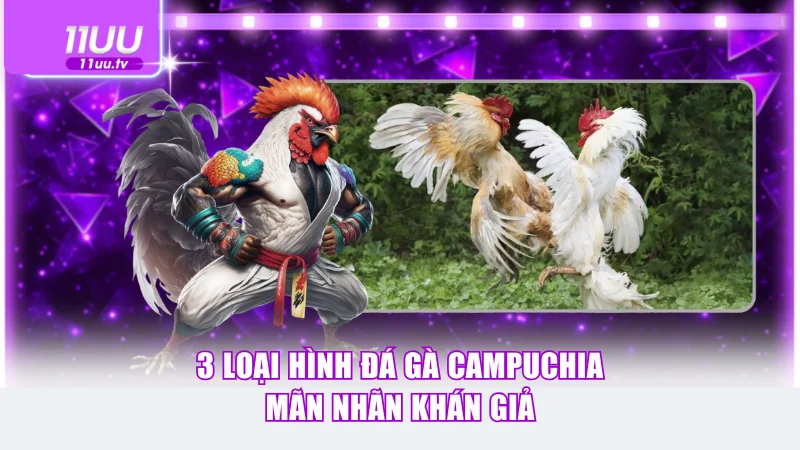 3 loại hình đá gà Campuchia mãn nhãn khán giả