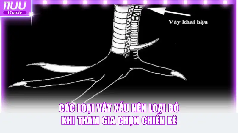 Các loại vảy xấu nên loại bỏ khi tham gia chọn chiến kê