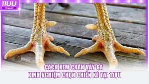 Cách xem chân vảy gà