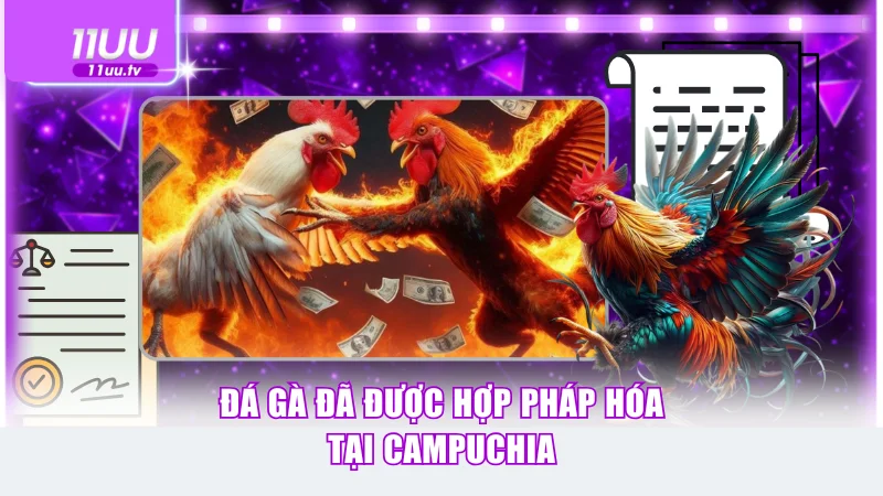 Đá gà đã được hợp pháp hóa tại Campuchia