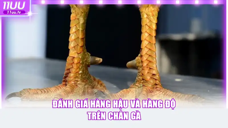 Đánh giá hàng hậu và hàng độ trên chân gà
