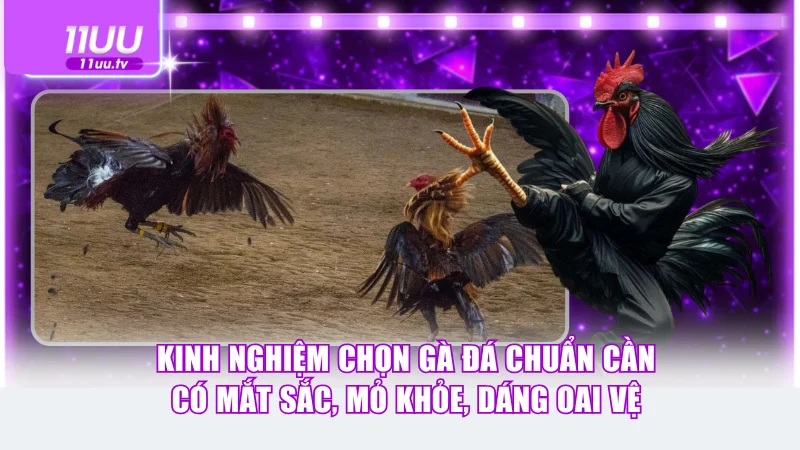 Kinh nghiệm chọn gà đá chuẩn cần có mắt sắc, mỏ khỏe, dáng oai vệ