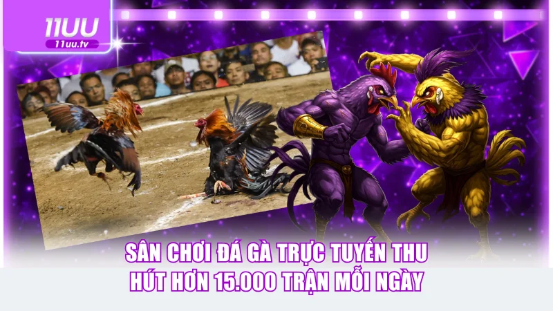Sân chơi đá gà trực tuyến thu hút hơn 15.000 trận mỗi ngày