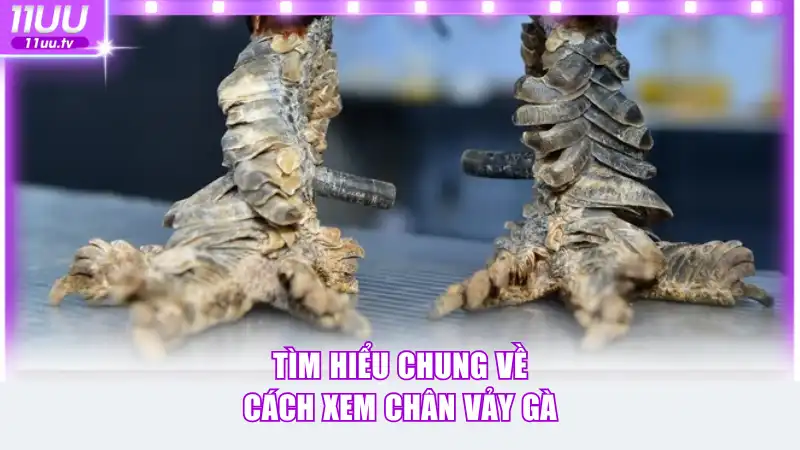 Tìm hiểu chung về cách xem chân vảy gà